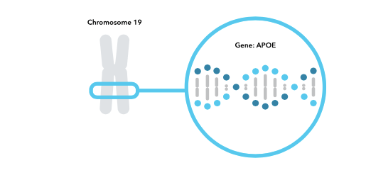 APOE4 Gene